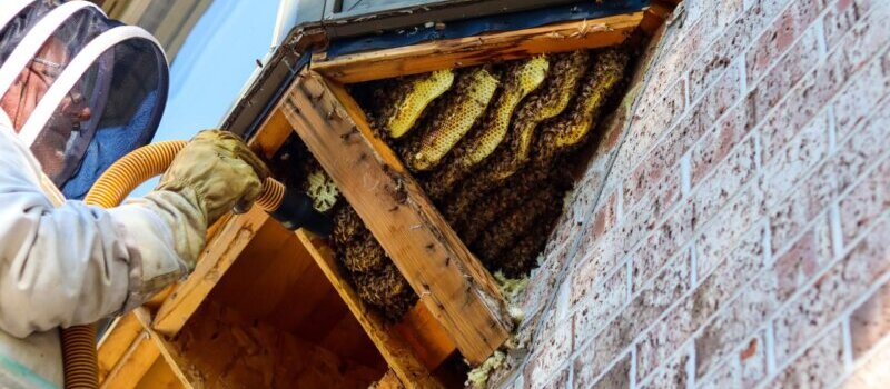 bee control services near me