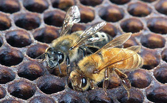 5 Methods of Bee Removal without Killing Them