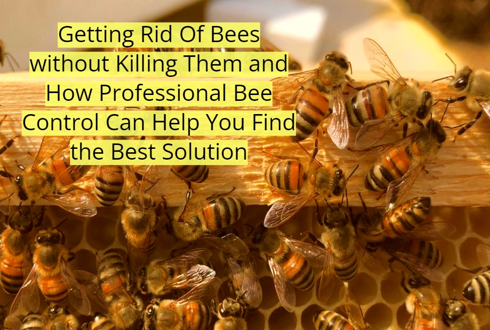 Getting Rid Of Bees without Killing Them and How Professional Bee