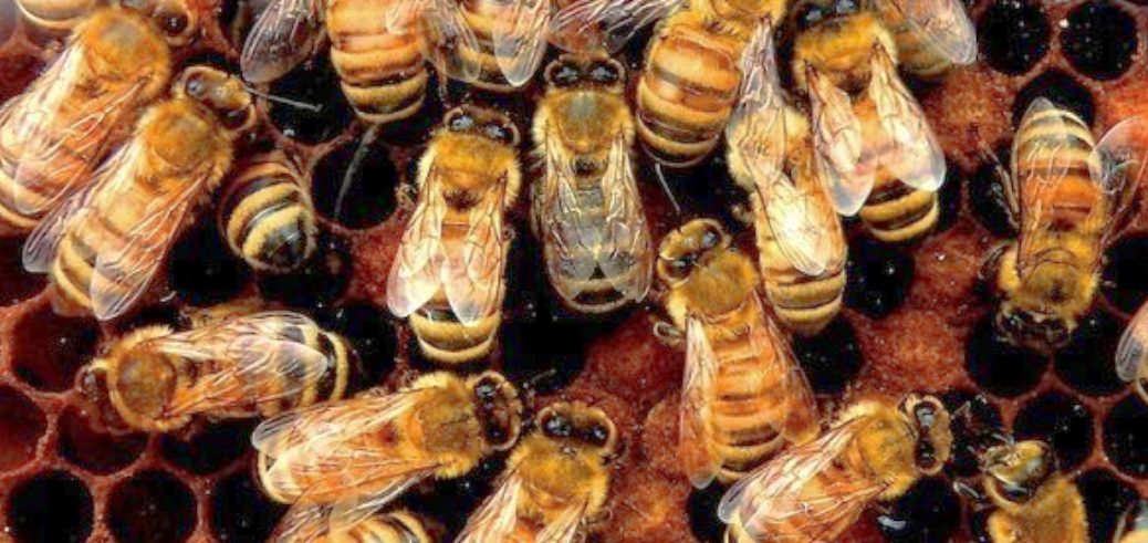 Bee Hive Removal Archives Bees Removal Brisbane Bees Pest Control   Bee Removal Near Me 1038x491 